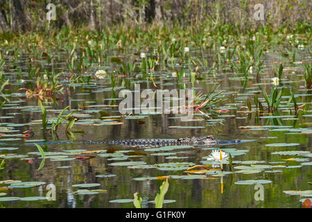 Folkston, Georgia - un alligator dans l'Okefenokee National Wildlife Refuge. Banque D'Images
