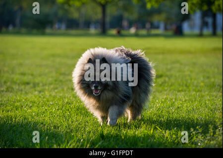 Une Péniche hollandaise Chien dans le soleil Banque D'Images