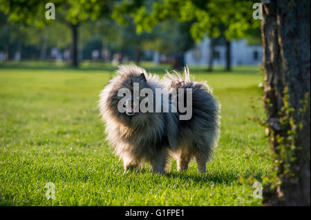 Une Péniche hollandaise Chien dans le soleil Banque D'Images