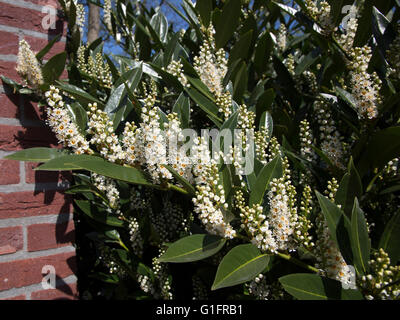 Laurel Flowering cherry (Prunus laurocerasus) Banque D'Images