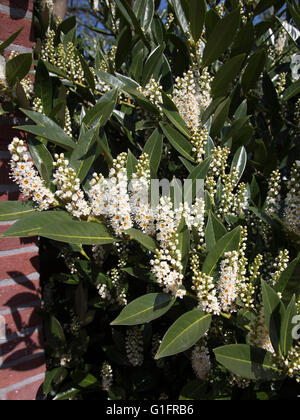 Laurel Flowering cherry (Prunus laurocerasus) Banque D'Images