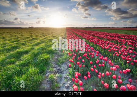 Plus de soleil red tulip field et vert pâturage de graminées Banque D'Images