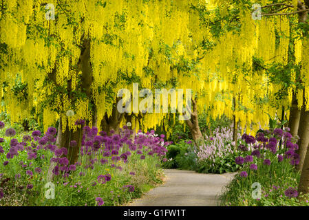 Chaîne d'Or (Laburnum) et arbres en fleurs à allium purple VanDusen Botanical Garden, Vancouver, Colombie-Britannique, Canada. Banque D'Images