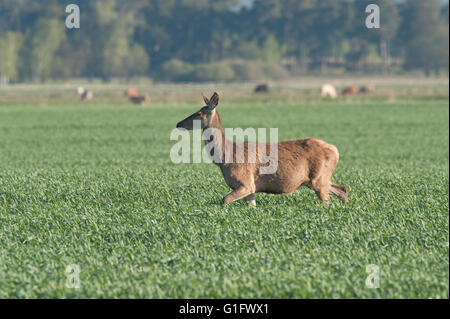 Red Deer hinds et veaux (Cervus elaphus) se nourrissent dans un champ de blé luxuriante dans le sud Banque D'Images