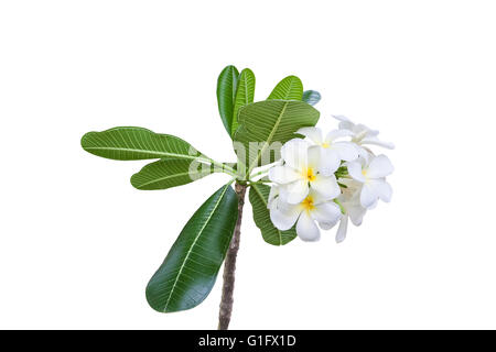 Direction générale de la plumeria Frangipani isolé sur fond blanc, chemin de détourage inclus Banque D'Images