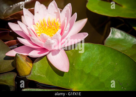 Lotus nénuphar rose ou en fleurs avec des feuilles dans l'étang. Banque D'Images