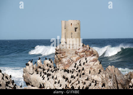 BETTY'S BAY WESTERN CAPE AFRIQUE DU SUD . Une vieille tour entourée par les cormorans à Stoney Point à Betty's Bay Banque D'Images