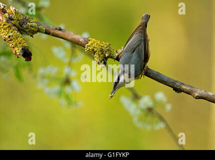 Sittelle torchepot (Sitta europaea) sittelle torchepot (Sitta europaea) avec des graines de tournesol dans son bec, il est assis s'appuyant sur un endroit sec Banque D'Images