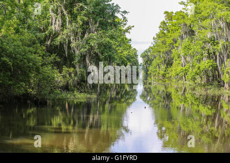 Marais de Louisiane Banque D'Images