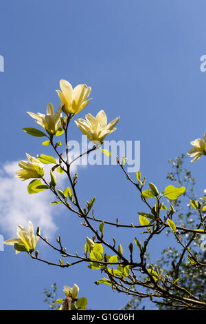 Magnolia en fleurs blanc boutons de fleurs sur la branche avec les jeunes feuilles dans le jardin botanique Banque D'Images
