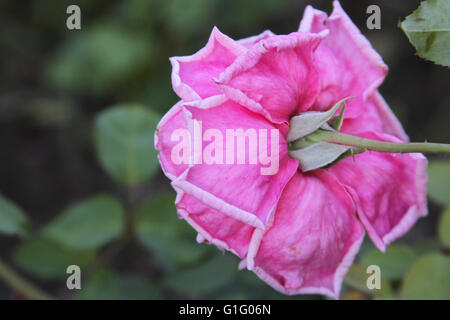 Libre d'un vibrant rose rose vue du dos Banque D'Images