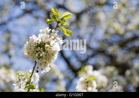 Fleurs des cerisiers en fleurs sur une journée ensoleillée de printemps, l'arrière-plan flou Banque D'Images