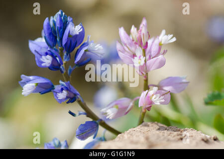 Polygale incarnat (Polygala vulgaris commune) fleurs bleues et roses. Deux formes de couleur de fleurs de plante de la famille Polygalaceae Banque D'Images