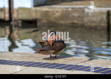 Canard mandarin (Aix galericulata) Drake, se reposer par le canal à Brentford Lock London UK. Banque D'Images