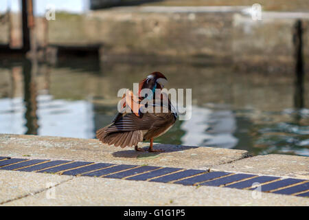 Canard mandarin (Aix galericulata) Drake, se reposer par le canal à Brentford Lock London UK. Banque D'Images