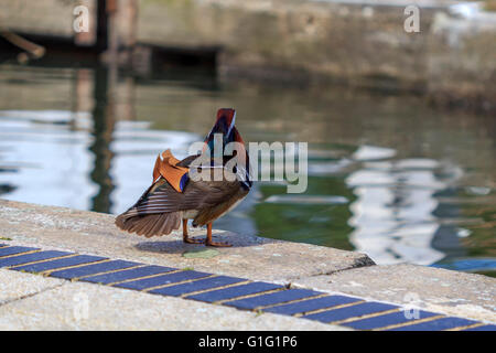 Canard mandarin (Aix galericulata) Drake, se reposer par le canal à Brentford Lock London UK. Banque D'Images