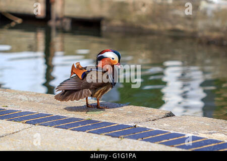 Canard mandarin (Aix galericulata) Drake, se reposer par le canal à Brentford Lock London UK. Banque D'Images