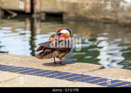 Canard mandarin (Aix galericulata) Drake, se reposer par le canal à Brentford Lock London UK. Banque D'Images