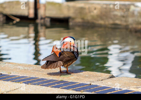 Canard mandarin (Aix galericulata) Drake, se reposer par le canal à Brentford Lock London UK. Banque D'Images