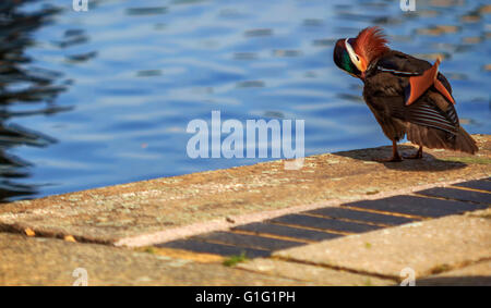 Canard mandarin (Aix galericulata) Drake, se reposer par le canal à Brentford Lock London UK. Banque D'Images