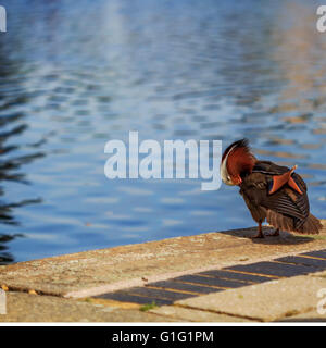 Canard mandarin (Aix galericulata) Drake, se reposer par le canal à Brentford Lock London UK. Banque D'Images