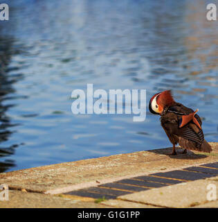 Canard mandarin (Aix galericulata) Drake, se reposer par le canal à Brentford Lock London UK. Banque D'Images