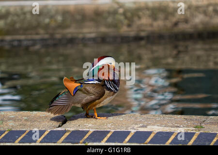 Canard mandarin (Aix galericulata) Drake, se reposer par le canal à Brentford Lock London UK. Banque D'Images