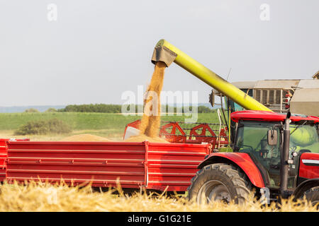 Les grains de blé de la moissonneuse-batteuse en remorque du tracteur Banque D'Images