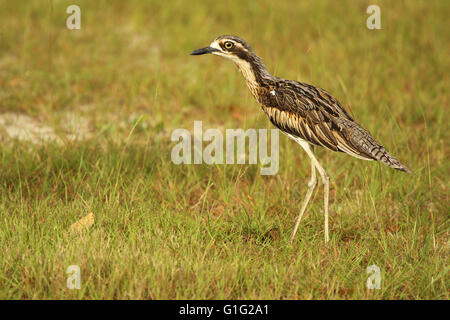Un portrait d'une plage oedicnème criard. Banque D'Images