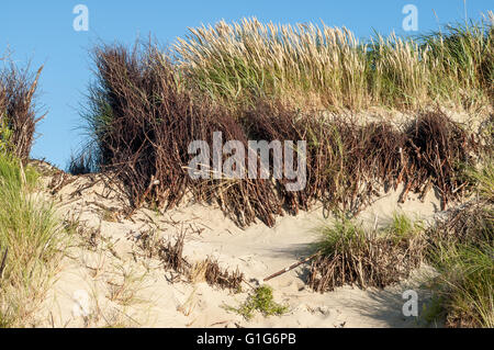 Détail de dunes à l'ammophile sur l'île Spiekeroog, Basse-Saxe, Allemagne. Les clôtures de rameaux de saule sont de protéger dun Banque D'Images