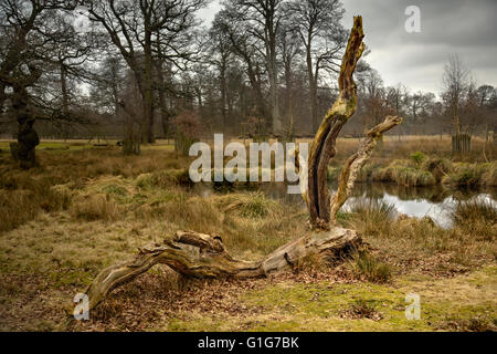 Un mort dans le jardin à Dunham Massey. Banque D'Images