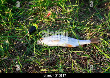 Le poisson, la pêche, l'herbe, attraper, nature, vert, rivière, crochet, de l'eau, les appâts, la pêche à la ligne, frais, sport, lac, lure, pêcheur, d'arrière-plan Banque D'Images