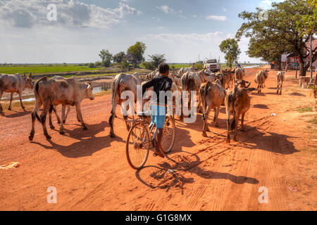 Les vaches sheperd dans la campagne du Cambodge Banque D'Images