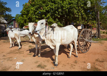 Les vaches sheperd dans la campagne du Cambodge Banque D'Images