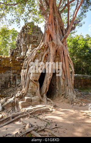 Strangler fig distinctif à Ta Som temple, Angkor, Siem Reap, Cambodge Banque D'Images