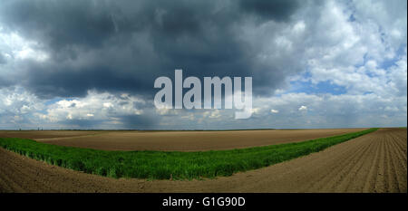 Panorama de blé de printemps et de terres arables sur les nuages orageux Banque D'Images
