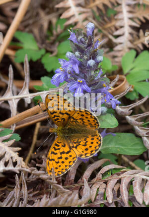 Pearl bordée fritillary butterfly (Boloria euphrosyne) sur wildflower dans le Hampshire, Angleterre Banque D'Images