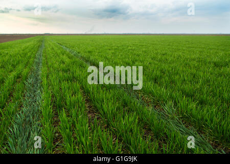 Champ de blé vert plus de maturation ciel bleu avec des marques de tracteur sur la terre Banque D'Images