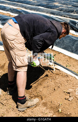 Ludwigsburg, Allemagne - le 5 mai 2016 : un agriculteur est de choisir les asperges à l'aide d'un burin sur un champ de soleil du printemps. Puisqu'il y a beaucoup Banque D'Images
