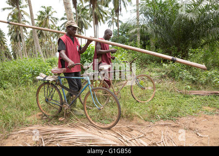 Cocopack employés pour se rendre au travail à bicyclette près de Grand Bassam, Côte d'Ivoire. Le 27 mars 2015. Lyell Jake pour intérêt commun, au Royaume-Uni. Banque D'Images