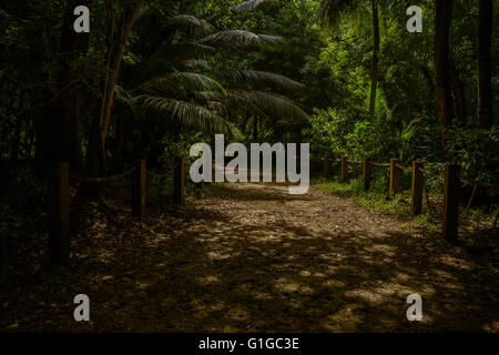 Jungle sombre menant à la plage à Anse Takamaka, Mahe, Seychelles Banque D'Images