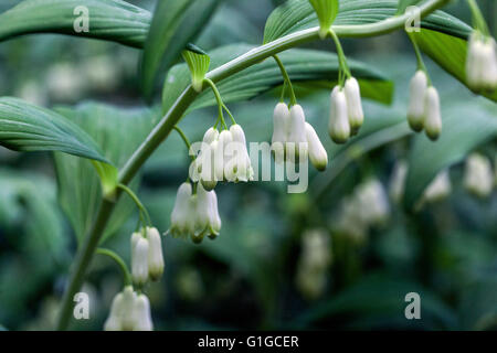 Polygonatum odoratum, Solomon's seal au printemps Banque D'Images