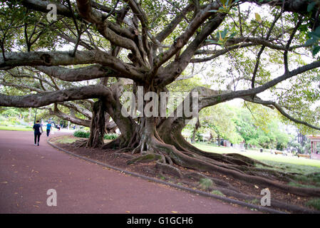 Arbre avec branches torsadées épais et massives des racines dans l'Albert Park, Auckland, Nouvelle-Zélande. Banque D'Images