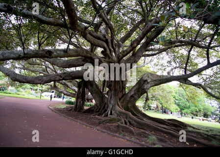 Arbre avec branches torsadées épais et massives des racines dans l'Albert Park, Auckland, Nouvelle-Zélande. Banque D'Images