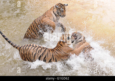 Relations sérieuses in tigres dans la piscine, Wat Pa Luangta Maha Bua, Thaïlande Banque D'Images