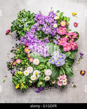 Divers pots de fleurs pour l'été Le jardinage sur fond noir en gris, top View Composer Banque D'Images