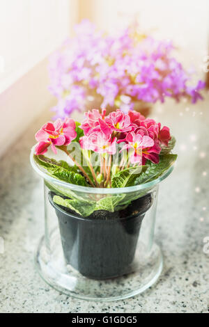 De belles fleurs de primevère en pot sur la fenêtre. Décoration maison Banque D'Images