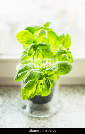 Le basilic en pot sur le rebord, Close up, mise au point sélective. Herbes de cuisine on windowsill Banque D'Images