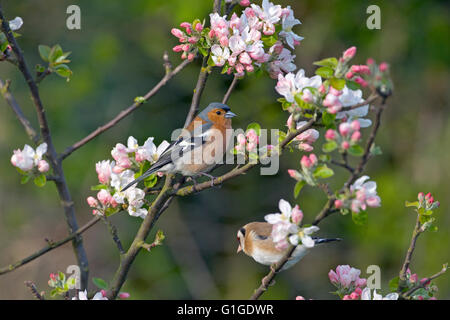 Chaffinch Fringilla coelebs mâle sur l'apple tree avec fleur de printemps Banque D'Images
