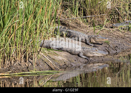 Les alligators américains le soleil sur une banque le long d'un canal dans la zone de gestion de la faune Donnelley 9 mai 2016 à Green Pond, en Caroline du Sud. La préservation fait partie de la nature du bassin d'ACE pour les réfugiés, l'un des plus grands estuaires non développées le long de la côte atlantique des États-Unis. Banque D'Images